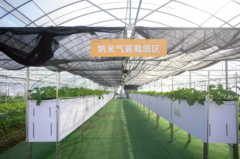 胡陈小土豆“勇闯”哈尔滨：科技助力下的特色农业成果图片3.jpg